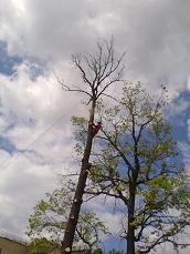 удаление дерева в городе Одинцово