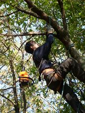 подьем на дерево с использованием веревочных удавок и спелео снаряжения